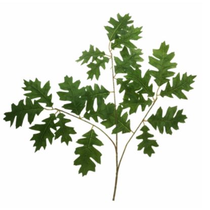 Picture of 63cm OAK LEAF SPRAY (21 LEAVES) GREEN X 6pcs